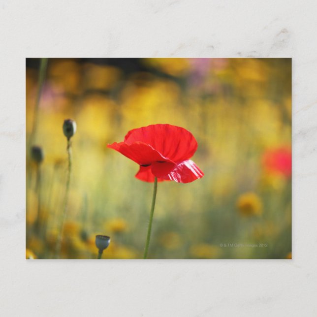 Carte Postale Pavot (Devant)