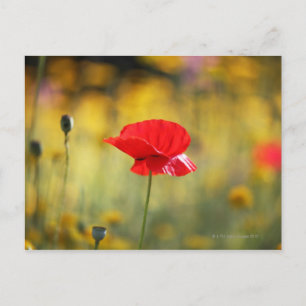 Carte Postale Pavot