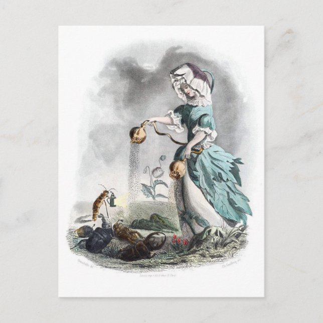 Carte Postale Pavot à opium (Devant)