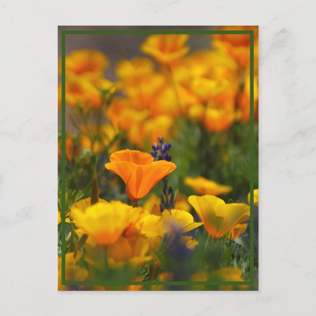 Carte Postale Pavot caché (Devant)