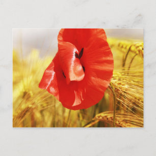 Carte Postale Pavot dans le champ de maïs