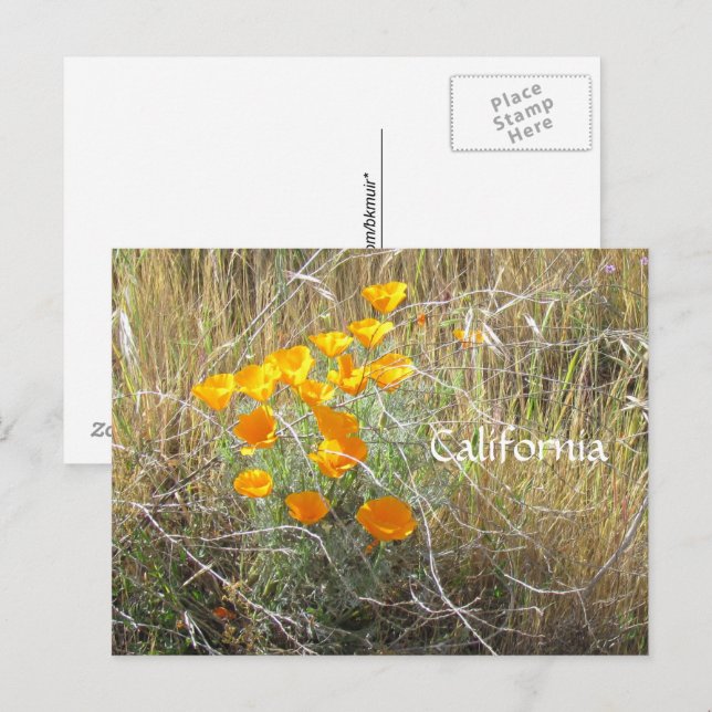 Carte postale - Pavot de Californie (Devant / Derrière)