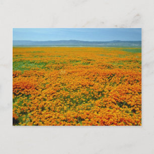 Carte Postale Pavot de Californie aux fleurs pleines