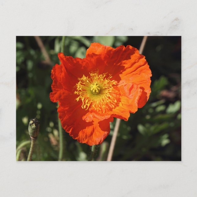 Carte Postale Pavot gallois (orange) (Devant)