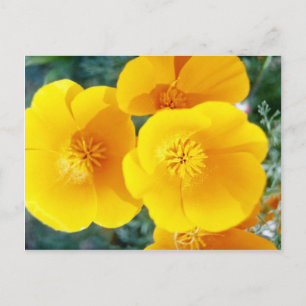 Carte Postale pavot jaune de Californie en fleurs pleines