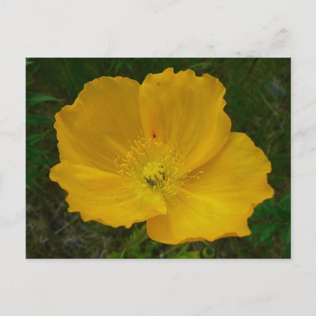 Carte Postale Pavot jaune Fleur sauvage de l'Alaska Floral (Devant)