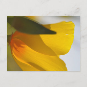 Carte Postale Pavot orange