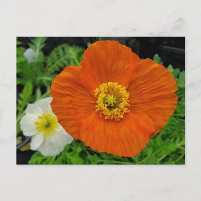 Carte Postale Pavot orange (Devant)
