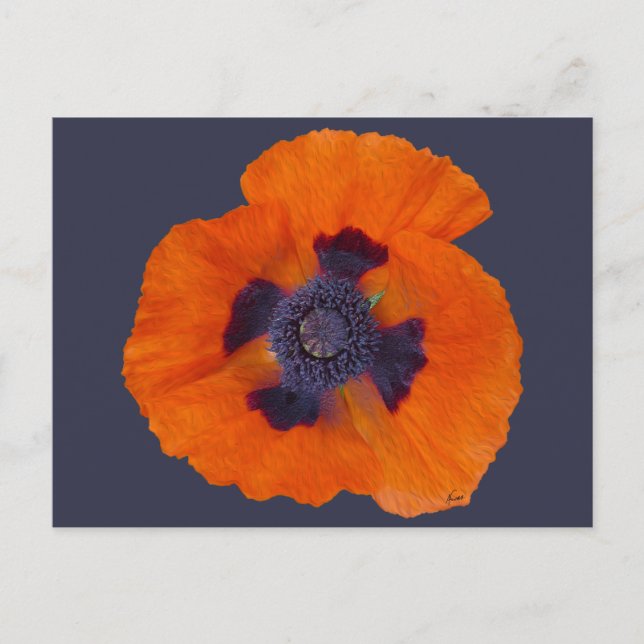 Carte Postale Pavot orange écarlate 1 (Devant)