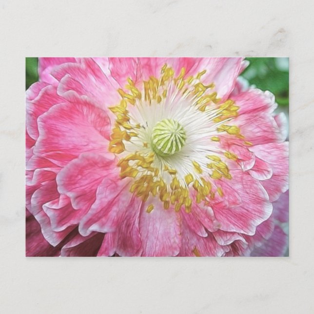 Carte Postale Pavot rose frileux (Devant)