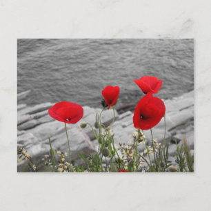 Carte Postale pavot rouge
