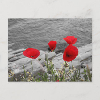 Carte Postale pavot rouge