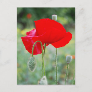 Carte Postale pavot rouge