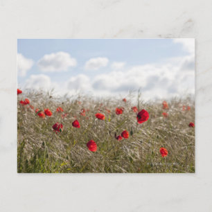 Carte Postale Pavot rouge, Picardie, Somme, Pont Remy