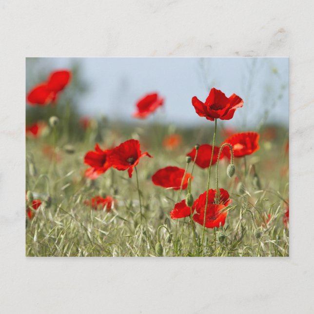 Carte Postale pavot rouge sur le terrain (Devant)