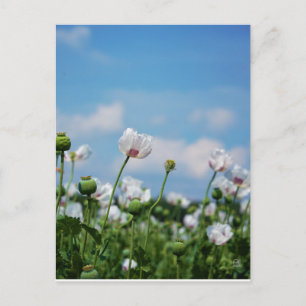 Carte Postale Pavot somnifère à fleurs de graines de lune en fle