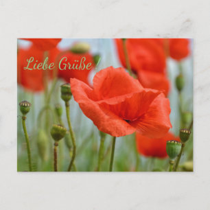 Carte Postale Pavots