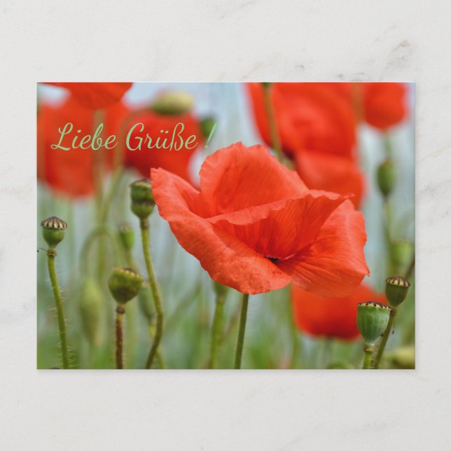 Carte Postale Pavots (Devant)