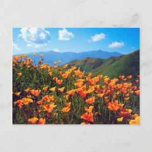 Carte Postale Pavots de Californie couvrant un flanc de colline