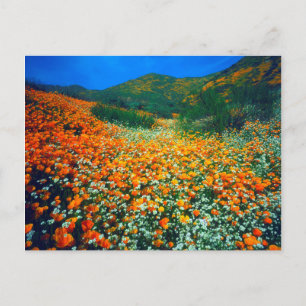 Carte Postale Pavots de Californie et fleurs sauvages Popcorn
