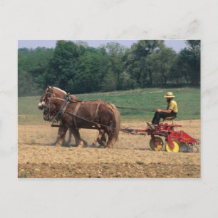 Carte Postale Pays Amish gens simples dans l'agriculture avec