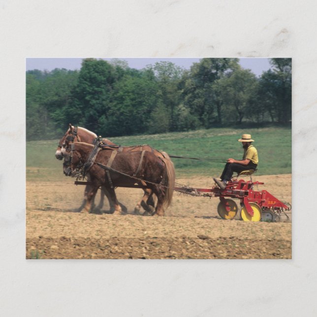 Carte Postale Pays Amish gens simples dans l'agriculture avec (Devant)
