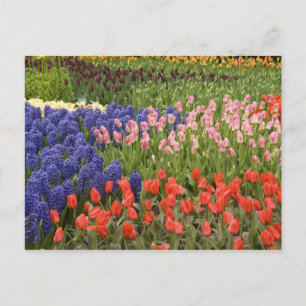Carte Postale Pays-Bas aka Holland), Lisse. Keukenhof 9