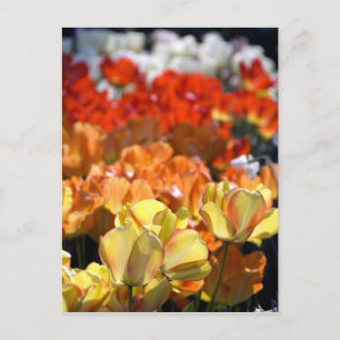 Carte Postale Pays-Bas alias Holland), Lisse. Keukenhof