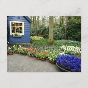 Carte Postale Pays-Bas alias Holland), Lisse. Keukenhof 11