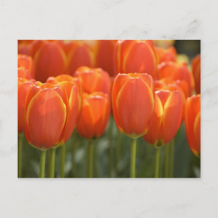 Carte Postale Pays-Bas alias Holland), Lisse. Keukenhof 7