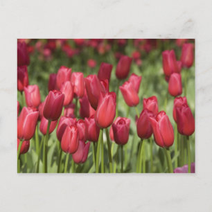 Carte Postale Pays-Bas (aussi appelé Hollande), Lisse. Keukenhof
