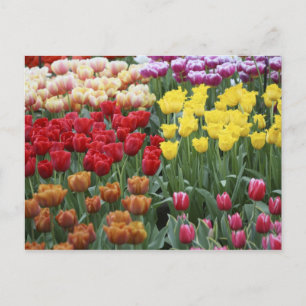 Carte Postale Pays-Bas, Jardins Keukenhoff, tulipes.