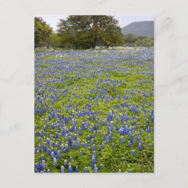 Carte Postale Pays collinaire, Texas, Bleuets et chêne (Devant)