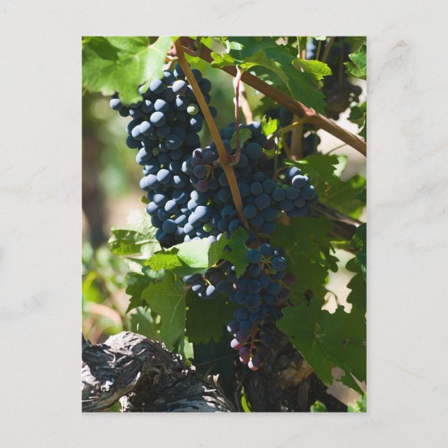 Carte Postale Pays viticole du Colorado (Devant)