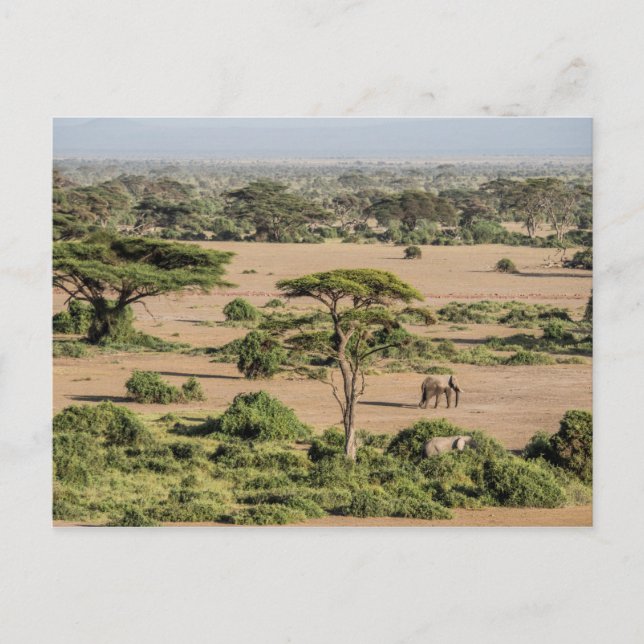 Carte Postale Paysage africain avec éléphant (Devant)