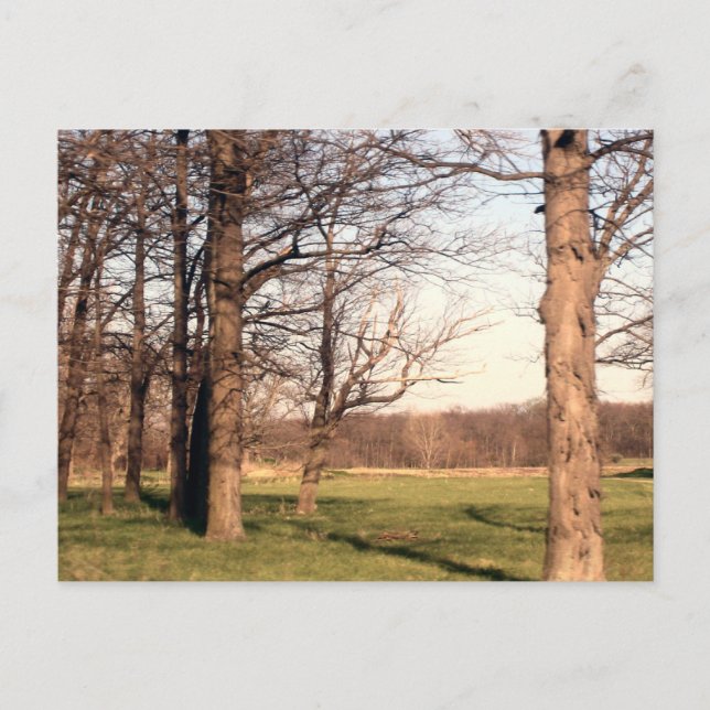 Carte Postale Paysage arboré (Devant)