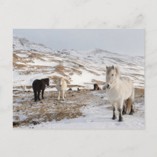 Carte Postale Paysage avec des chevaux islandais