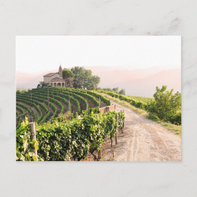 Carte Postale Paysage avec vignobles et église (Devant)
