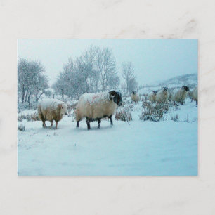Carte Postale Paysage Campagnard de Moutons d'Hiver Ferme enneig
