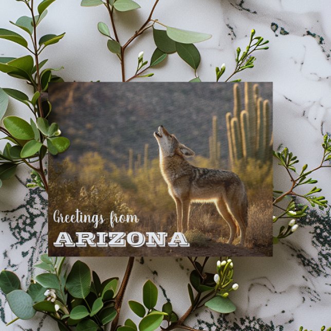 Carte Postale Paysage coyote d'Arizona Cactus Désert  (Créateur téléchargé)