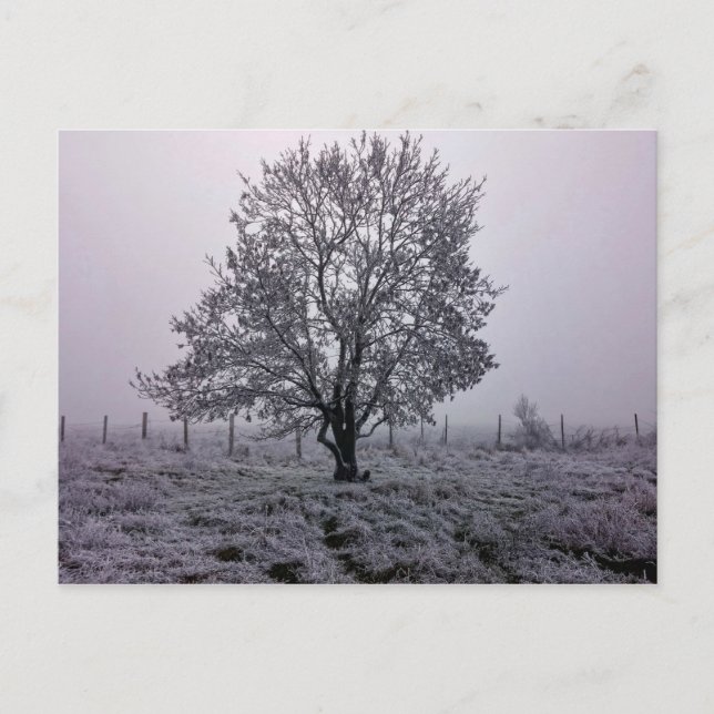 Carte Postale Paysage d'arbre hivernal (Devant)