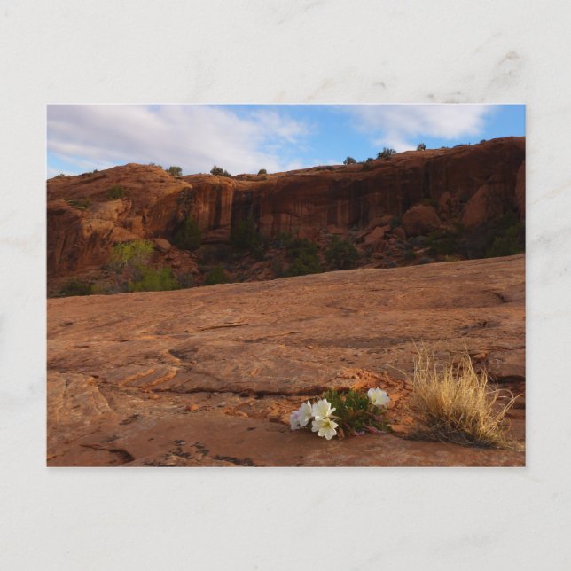Carte Postale Paysage d'Arches Slickrock et d'Oenothère (Devant)