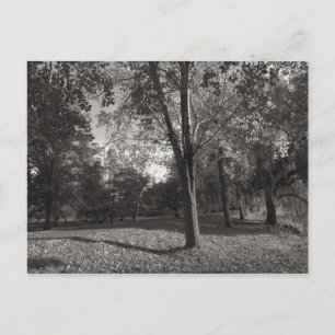 Carte Postale Paysage d'automne Bute Park Cardiff