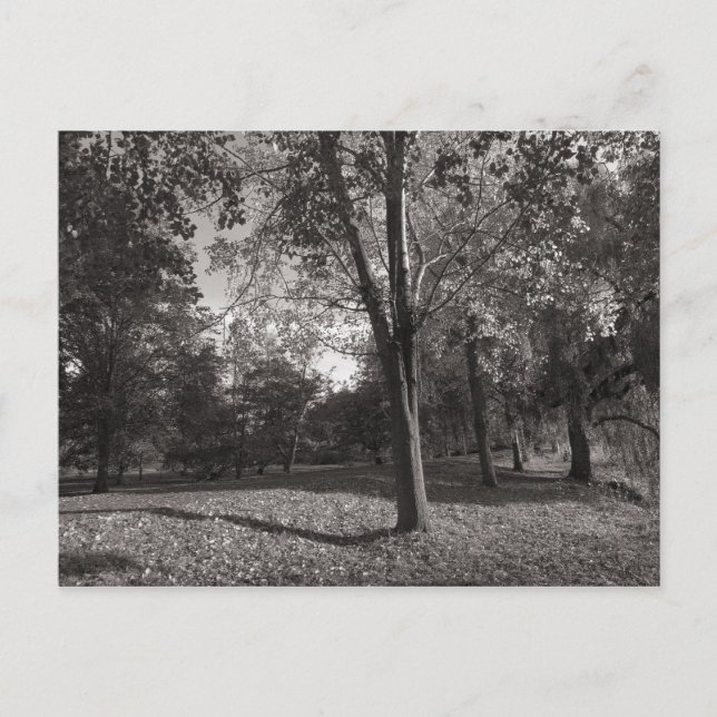 Carte Postale Paysage d'automne Bute Park Cardiff (Devant)