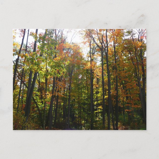 Carte Postale Paysage d'automne de forêt ensoleillée (Devant)