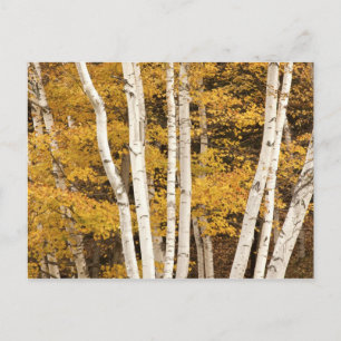 Carte Postale paysage d'automne, Vermont, États-Unis