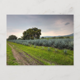 Carte Postale Paysage De Blue Agave