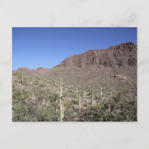 Carte Postale Paysage de cactus