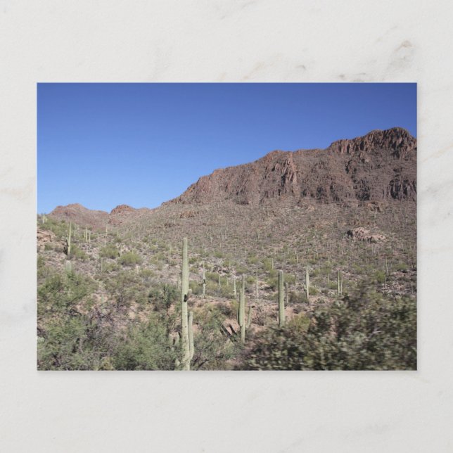 Carte Postale Paysage de cactus (Devant)