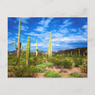 Carte Postale Paysage de cactus du désert, Arizona